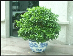 非洲茉莉